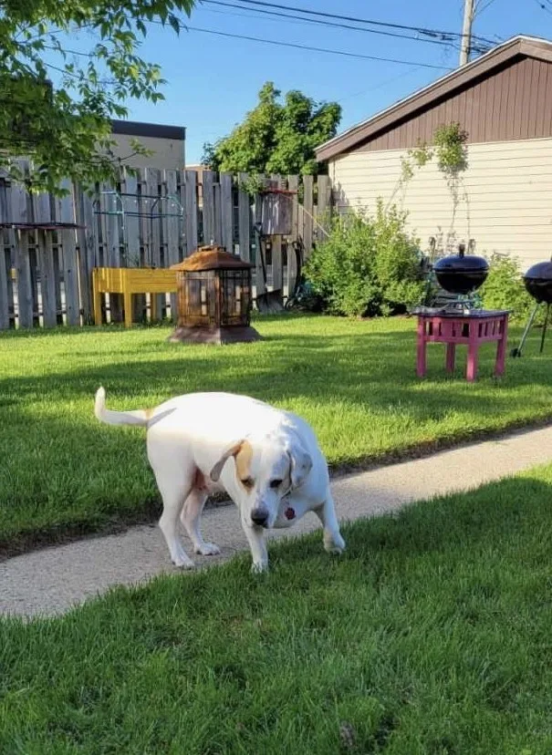 Buddy Aka Boogie thumbnail 2