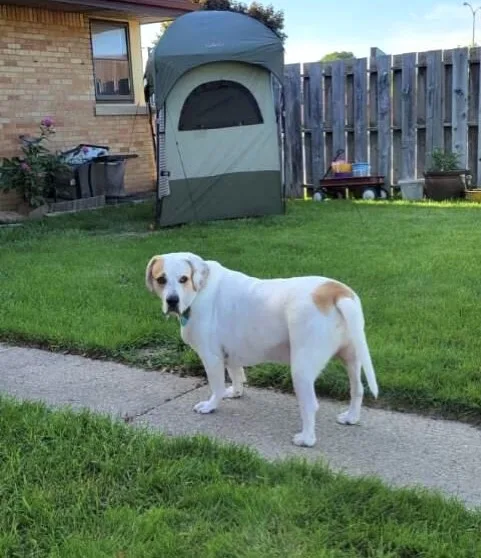 Buddy Aka Boogie thumbnail 3