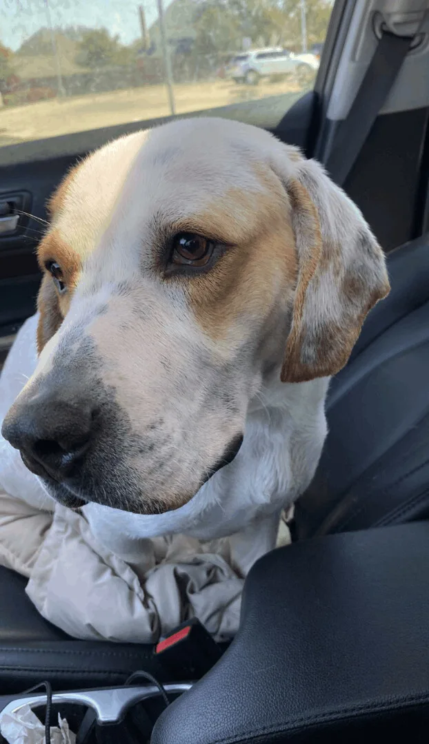 Buddy Aka Boogie thumbnail 4