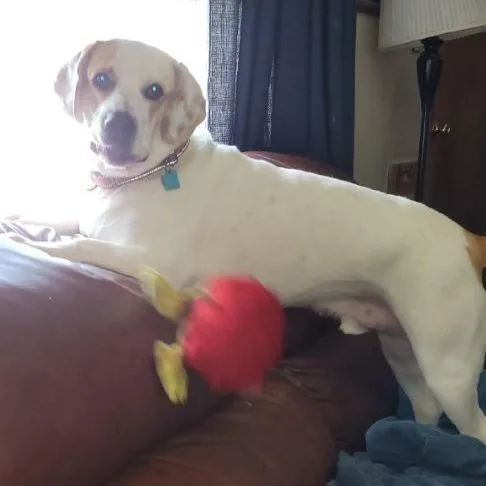 Buddy Aka Boogie thumbnail 5