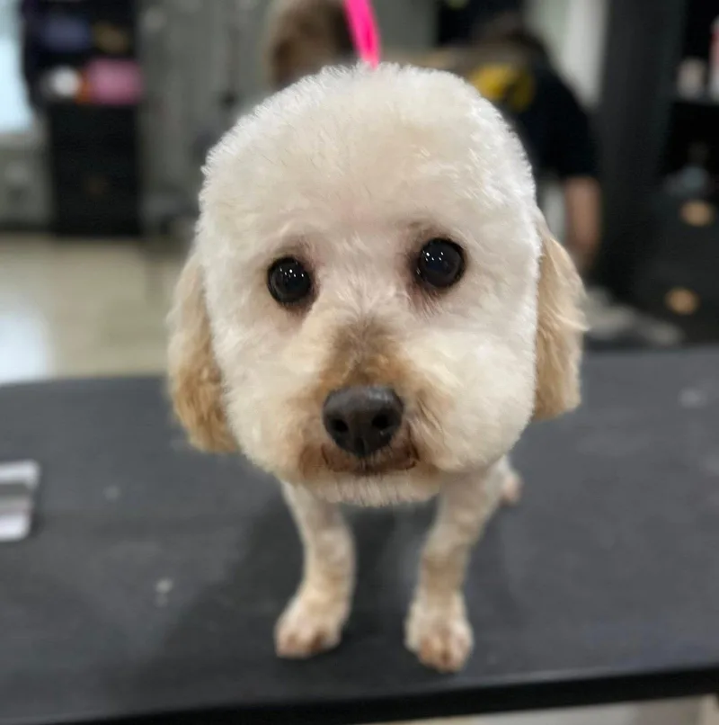 An adult small-sized female White / Cream Poodle dog named Tulip for adoption in Godfrey, IL