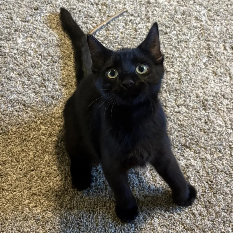 A baby small-sized female Black Domestic Short Hair cat named Maple Tree for adoption in Mondovi, WI