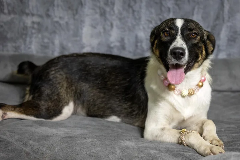 An adult medium-sized female Australian Cattle Dog / Blue Heeler dog named Mochi for adoption in Pearland, TX