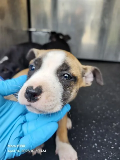 A baby small-sized female American Staffordshire Terrier dog named Tita for adoption in San Antonio, TX