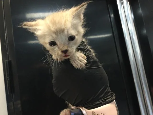 A baby small-sized male Domestic Short Hair cat named Bingo for adoption in Thousand Palms, CA