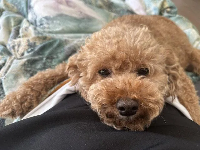 Buddy & Brownie thumbnail 2