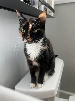 Ginger Spice thumbnail 2