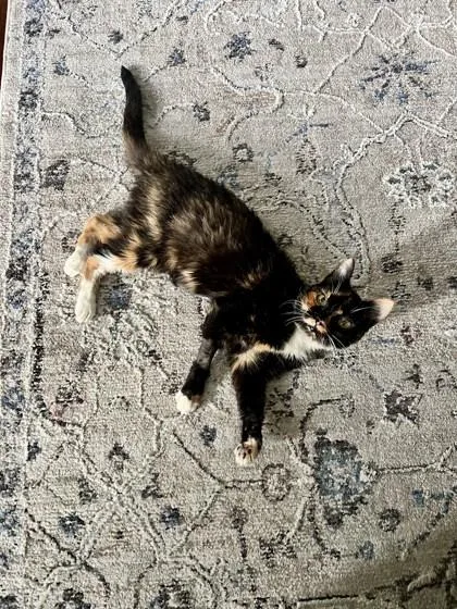 Ginger Spice thumbnail 3