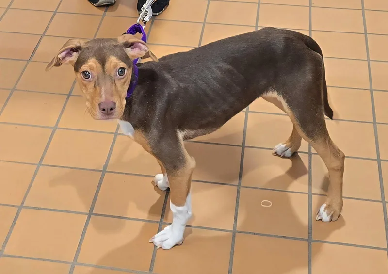 A baby medium-sized female Pit Bull Terrier dog named Sally Sue for adoption in Crete, IL