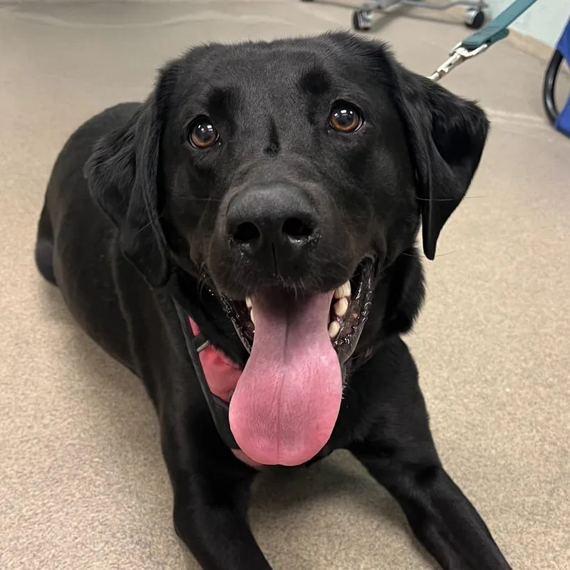 An adult large-sized female Black Mixed Breed dog named Sunny for adoption in Waukesha, WI