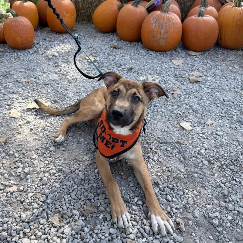 A young medium-sized male Shepherd dog named Kody for adoption in Columbia, MO
