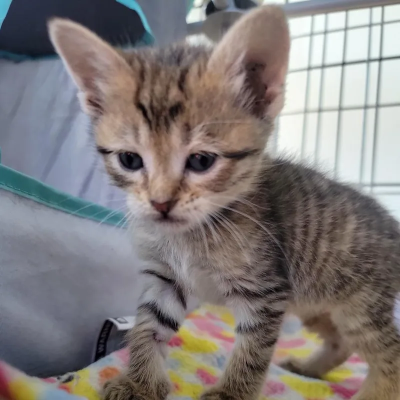 A baby small-sized female Gray / Blue / Silver Domestic Short Hair cat named Martini in Street MD for adoption in Alexandria, VA
