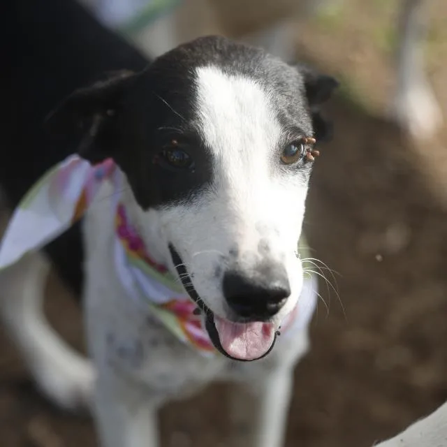 A young medium-sized male Pointer dog named Fuego for adoption in San Antonio, TX
