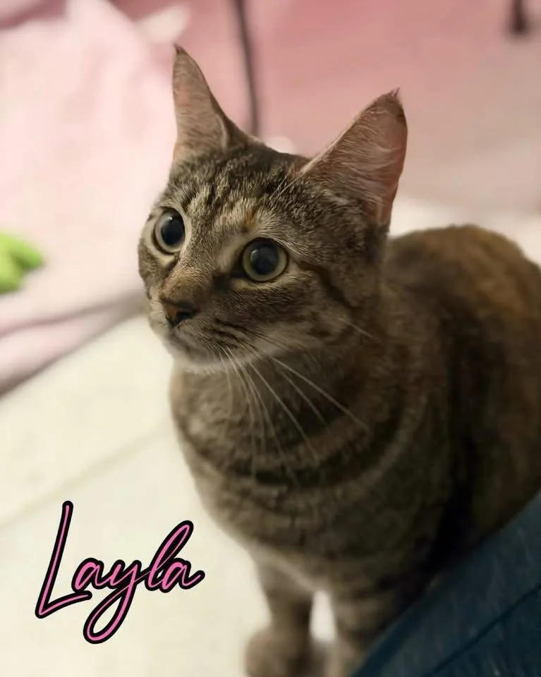 An adult medium-sized female Domestic Short Hair cat named Layla for adoption in Spring Lake, NJ