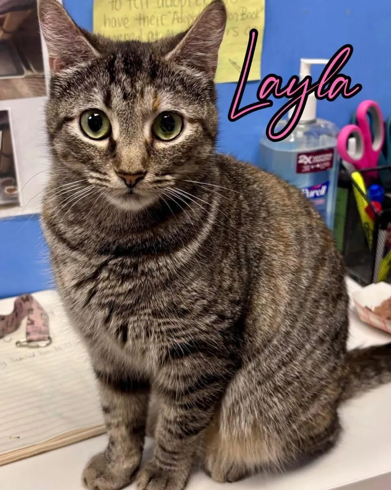 Layla thumbnail 2