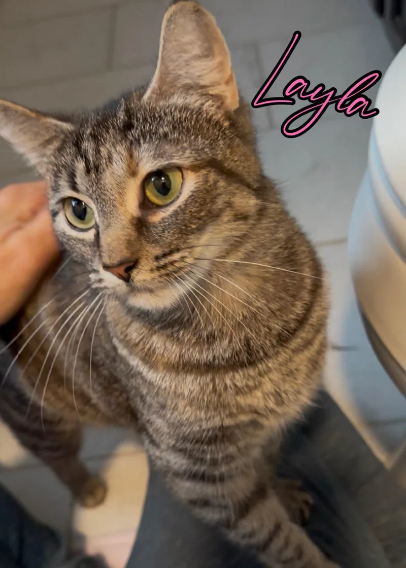 Layla thumbnail 3