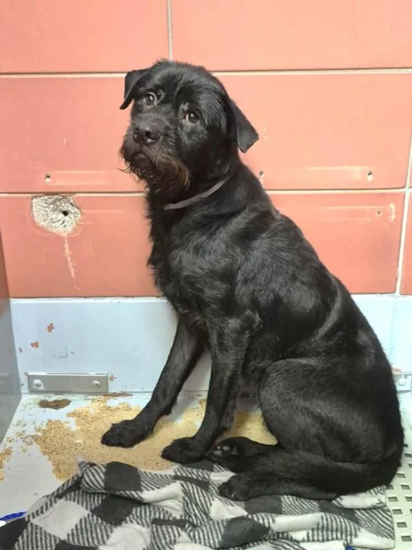 A young medium-sized male Schnauzer dog named Javier for adoption in Houston, TX
