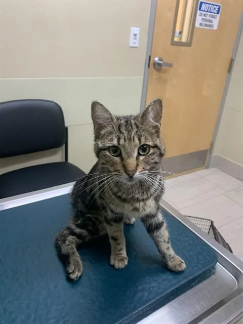 A young small-sized male Domestic Short Hair cat named Novel for adoption in Corpus Christi, TX