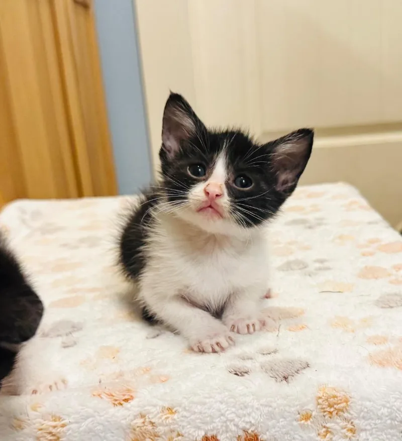 A baby small-sized male Domestic Short Hair cat named Freddie for adoption in Claremore, OK
