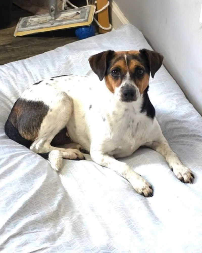 A young medium-sized male Jack Russell Terrier dog named Charlie CP for adoption in Columbia, TN