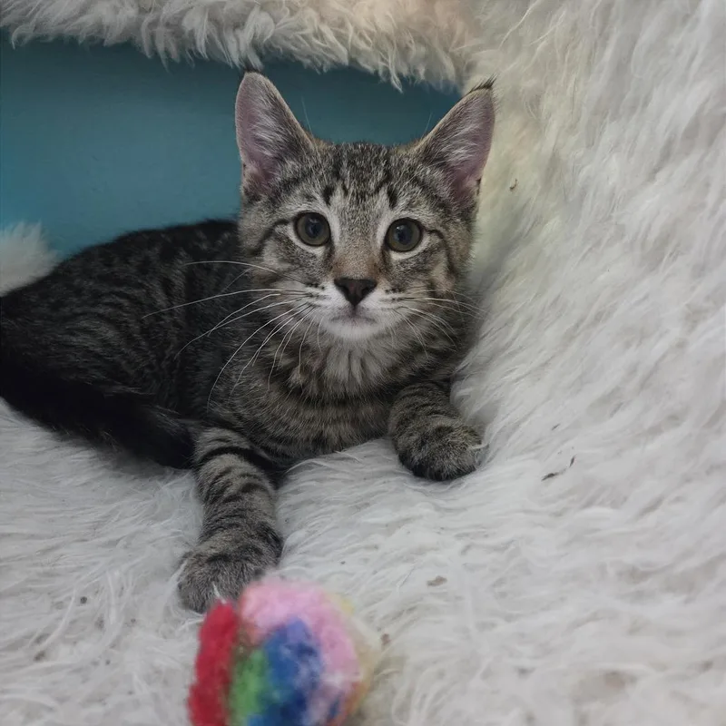A baby small-sized male Brown / Chocolate Domestic Short Hair cat named Myron for adoption in Gibsonia, PA
