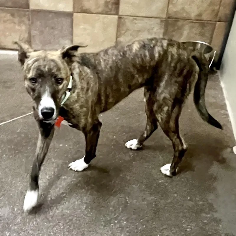 An adult medium-sized female Brindle Pit Bull Terrier dog named Harley Vt for adoption in Las Vegas, NV