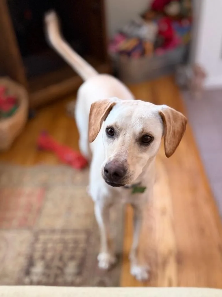 A young medium-sized female Yellow Labrador Retriever dog named Reegan  Aka Reeree for adoption in Boulder, CO
