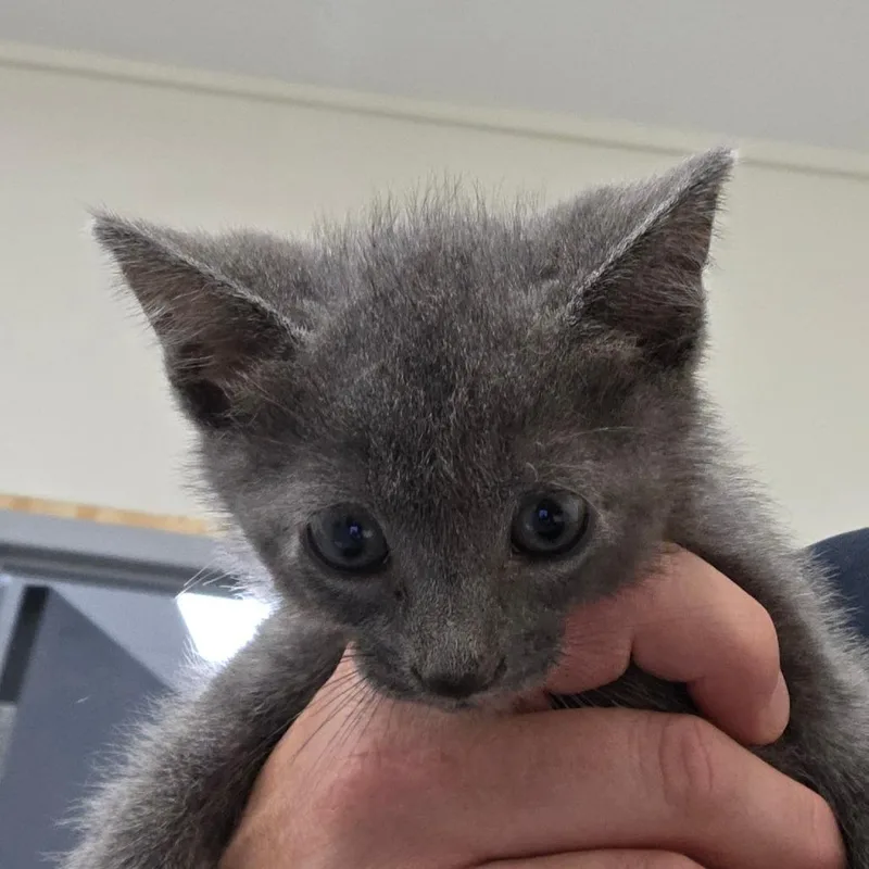 A baby small-sized female Gray / Blue / Silver Russian Blue cat named Shady for adoption in Wellington, FL