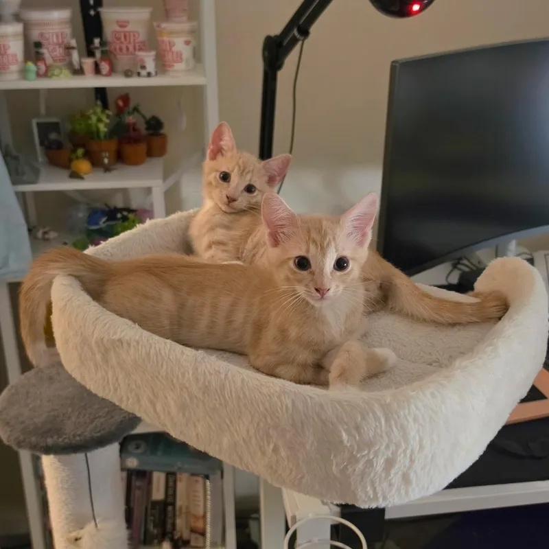 A baby medium-sized male Tabby (Orange / Red) Domestic Short Hair cat named Ben Grimm for adoption in Santa Ana, CA