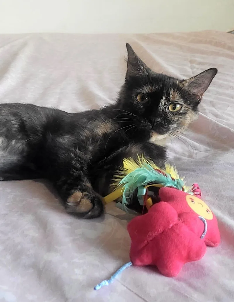 A baby small-sized female Tortoiseshell cat named Amelia for adoption in San Juan, PR