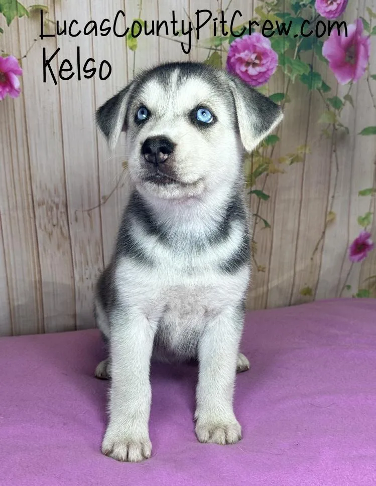 Kelso thumbnail 2