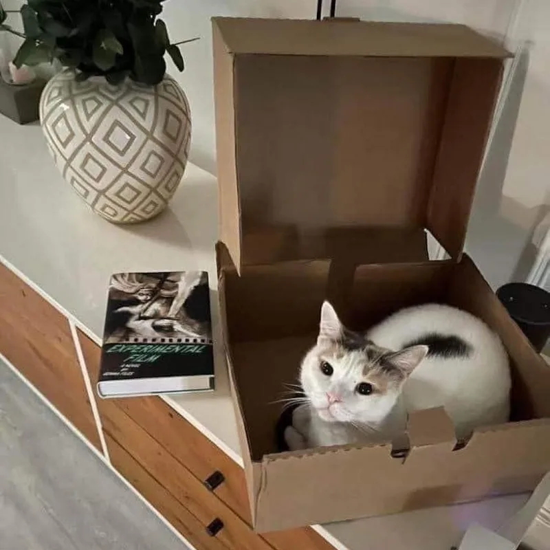 Snowflake Aka Shannon thumbnail 5