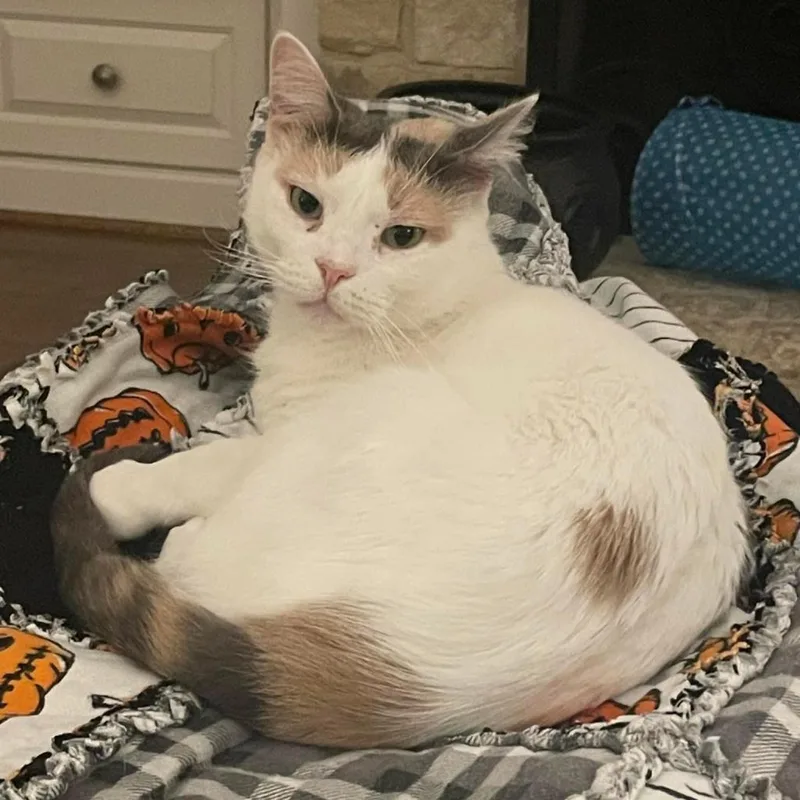 Snowflake Aka Shannon thumbnail 6