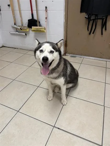 An adult medium-sized female Siberian Husky dog named Luna for adoption in Largo, FL