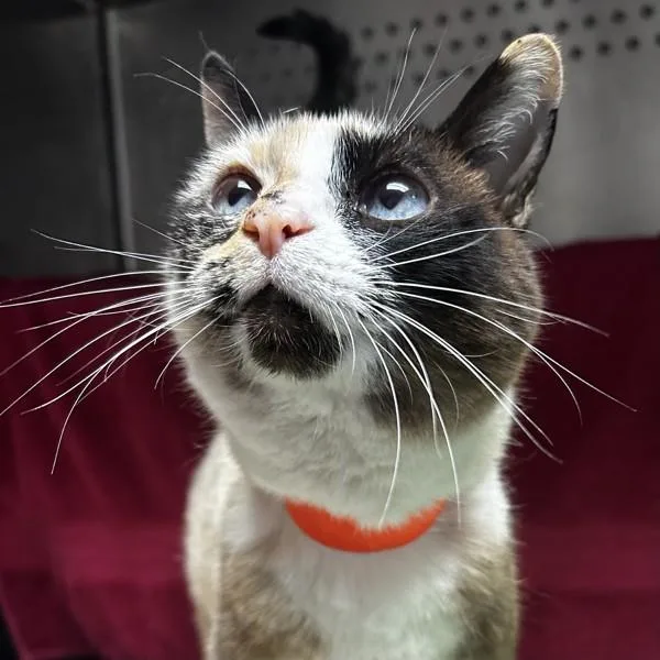 A senior medium-sized female Domestic Short Hair cat named Princess for adoption in Dublin, CA