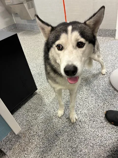 A young large-sized male Siberian Husky dog named A for adoption in Palmetto, FL