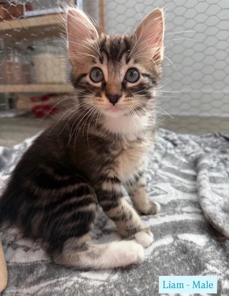 A baby medium-sized male Tabby cat named Liam for adoption in San Antonio, TX