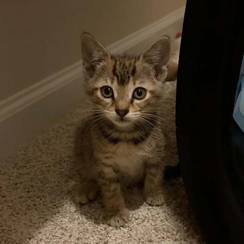 A baby medium-sized female Tabby (Leopard / Spotted) Domestic Short Hair cat named Tessa for adoption in jacksonville, FL