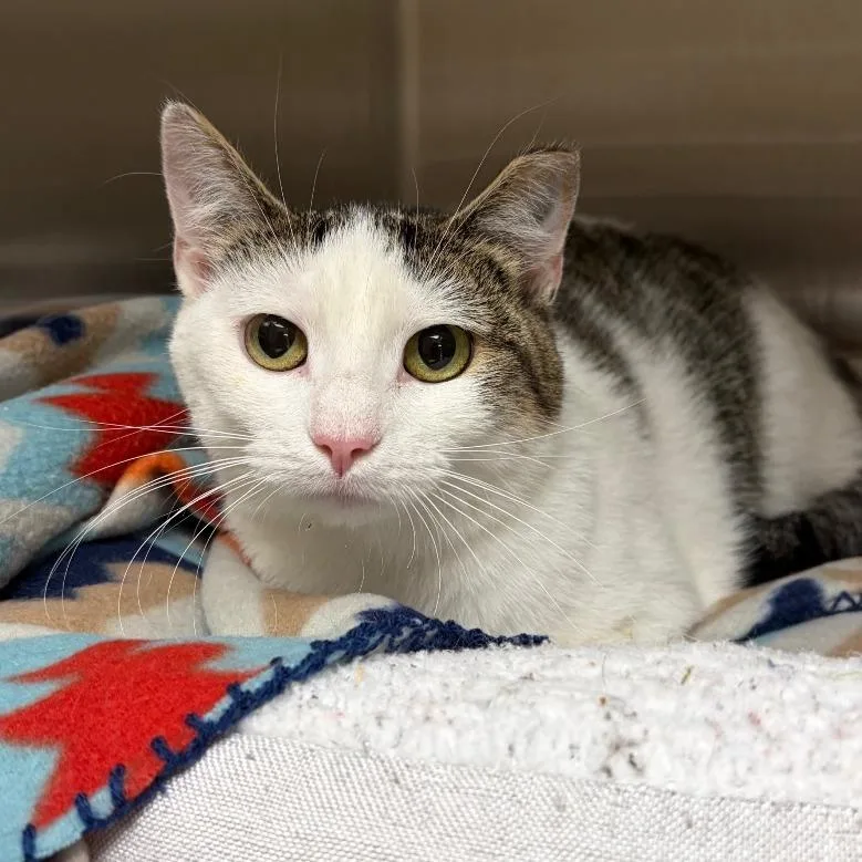 An adult medium-sized female Brown / Chocolate Domestic Short Hair cat named Wasabi for adoption in East Smithfield , PA