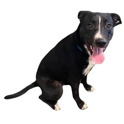 A young medium-sized male Pit Bull Terrier dog named Ben for adoption in Red Bluff, CA