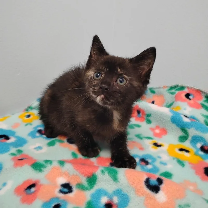 A baby small-sized female Brown / Chocolate Domestic Short Hair cat named Topaz for adoption in Winchester, TN