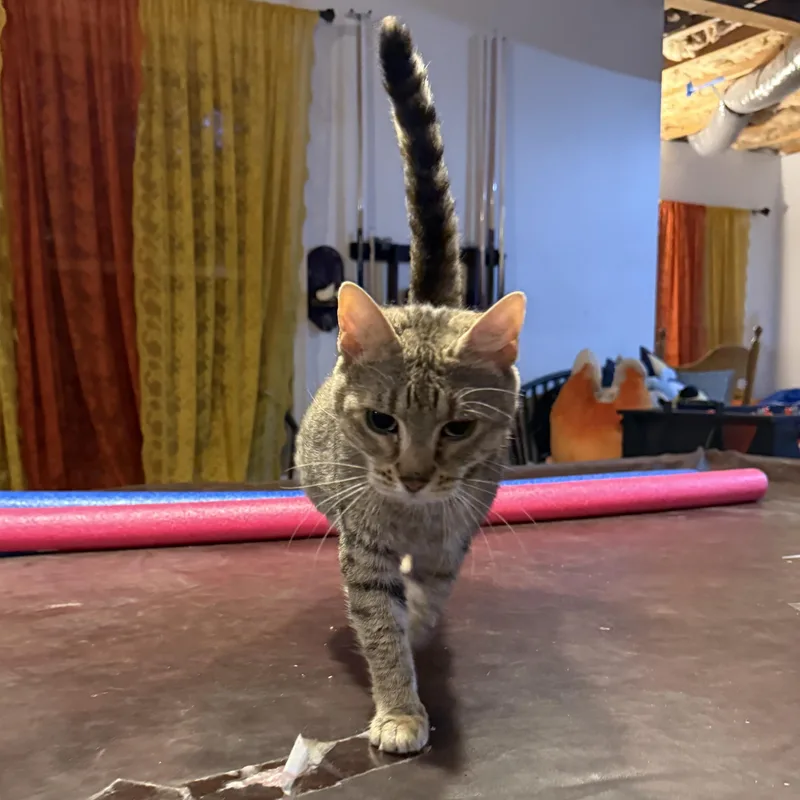 A senior medium-sized female Tabby (Gray / Blue / Silver) Domestic Short Hair cat named KitKat for adoption in Scranton, PA