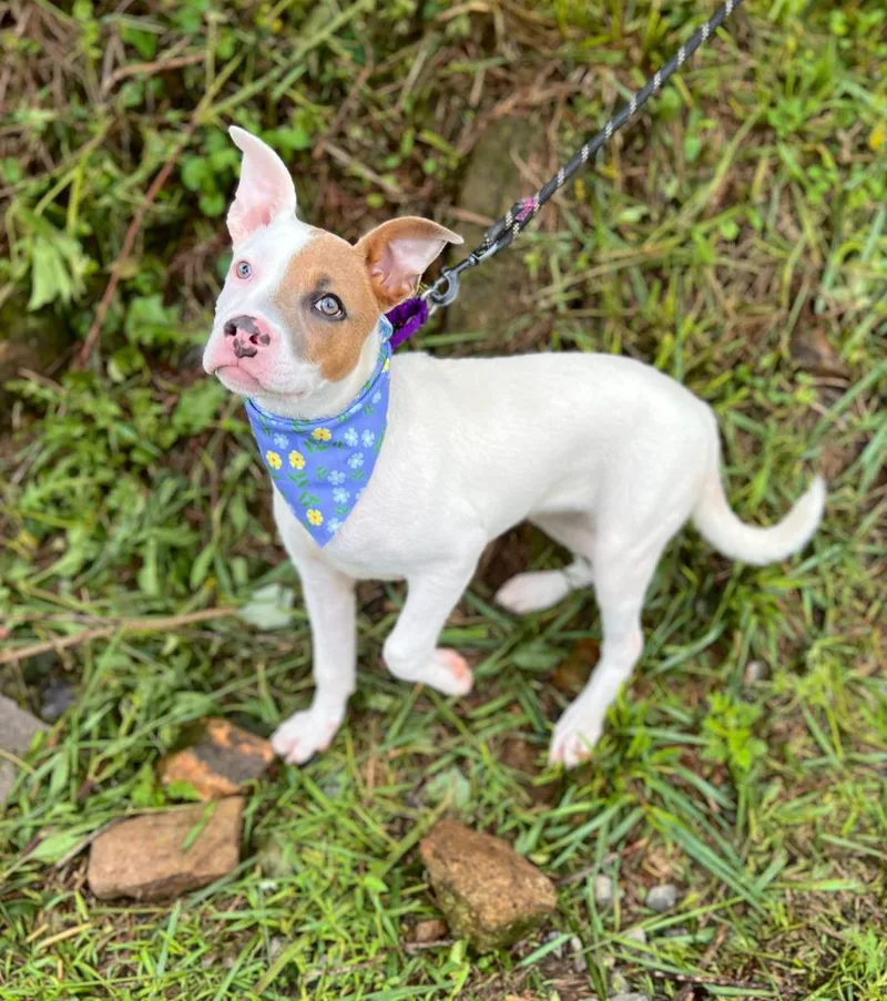 A baby medium-sized female Mixed Breed dog named Daphanie for adoption in Ellijay, GA