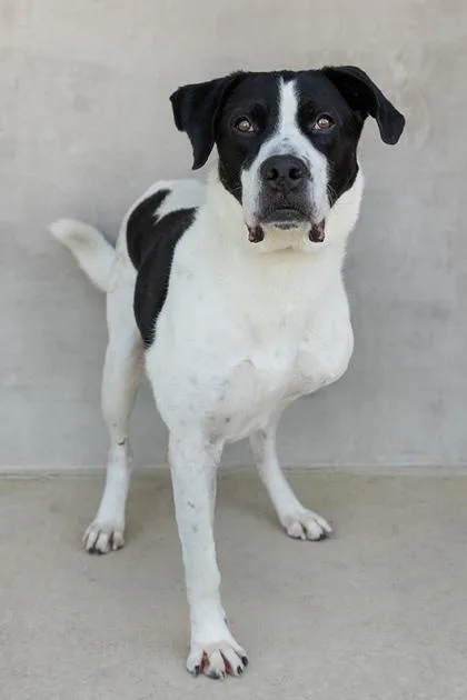 An adult large-sized male Mixed Breed dog named Oreo for adoption in Longmont, CO