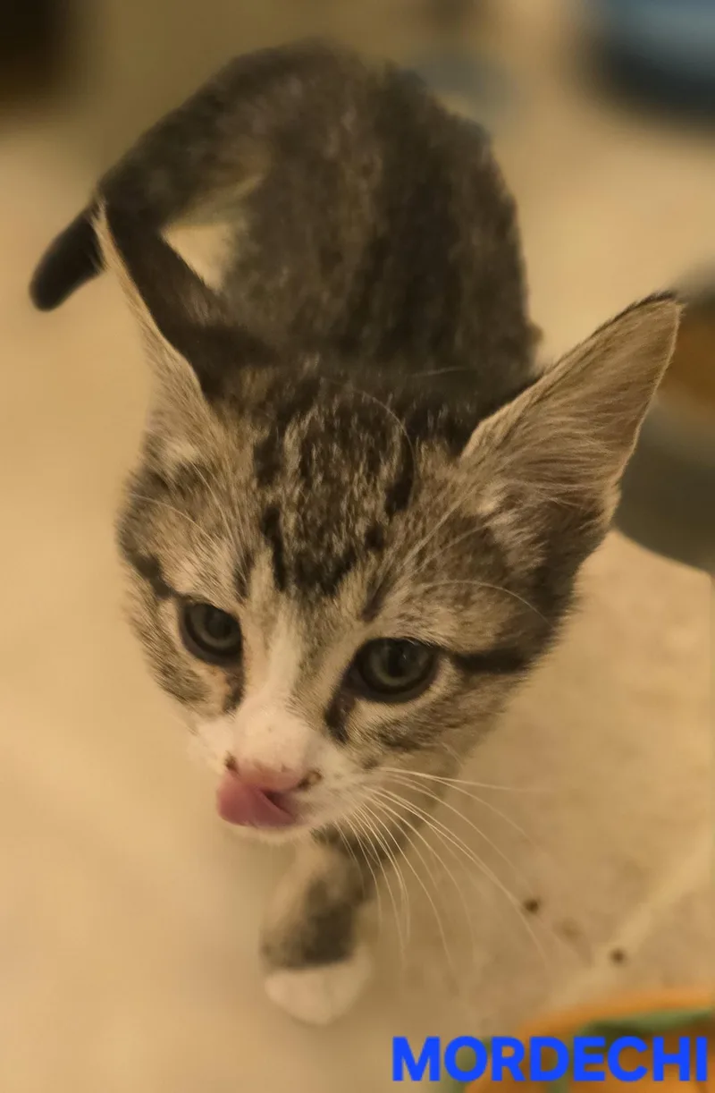 A baby small-sized male Domestic Short Hair cat named Mordechi for adoption in Buhl, ID
