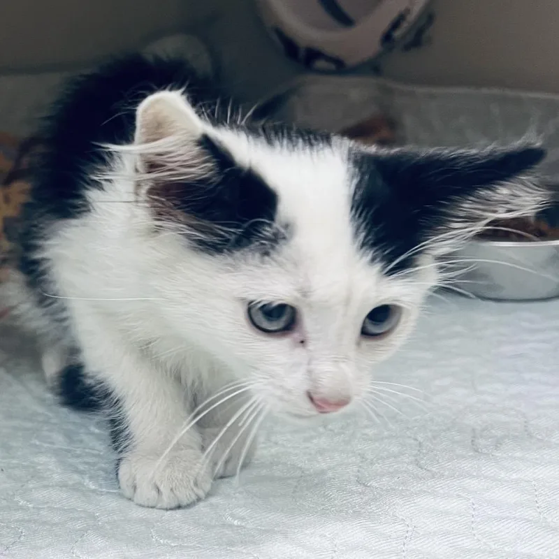 A baby small-sized male Black Domestic Short Hair cat named Jafaar for adoption in Caryville, TN
