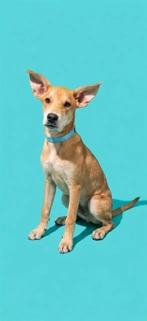 A young medium-sized male Mixed Breed dog named Walnut for adoption in Jacksonville, FL