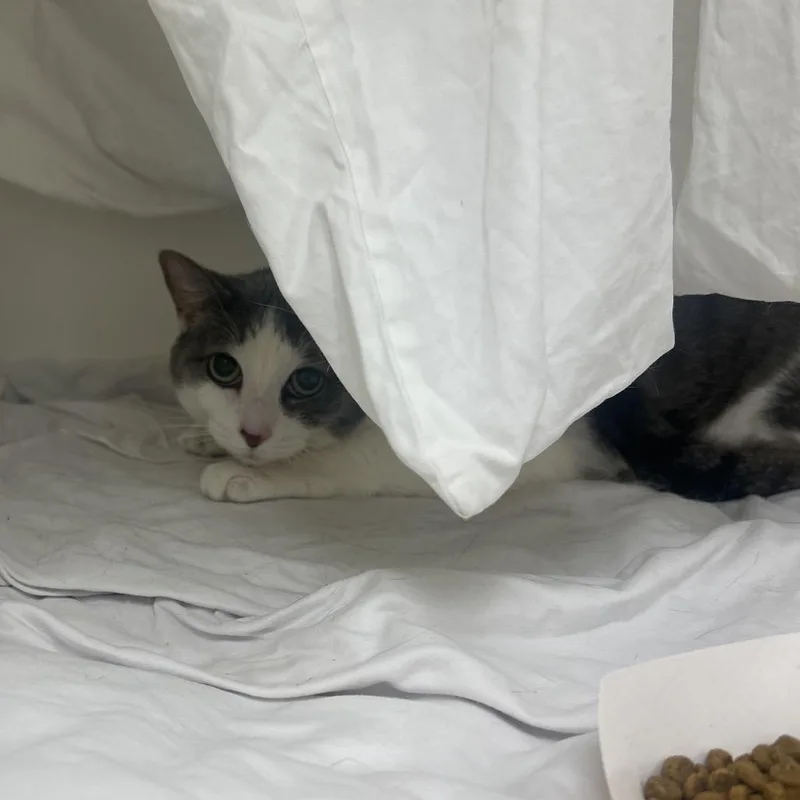 An adult large-sized female Gray / Blue / Silver Domestic Short Hair cat named Kel for adoption in Philadelphia, PA