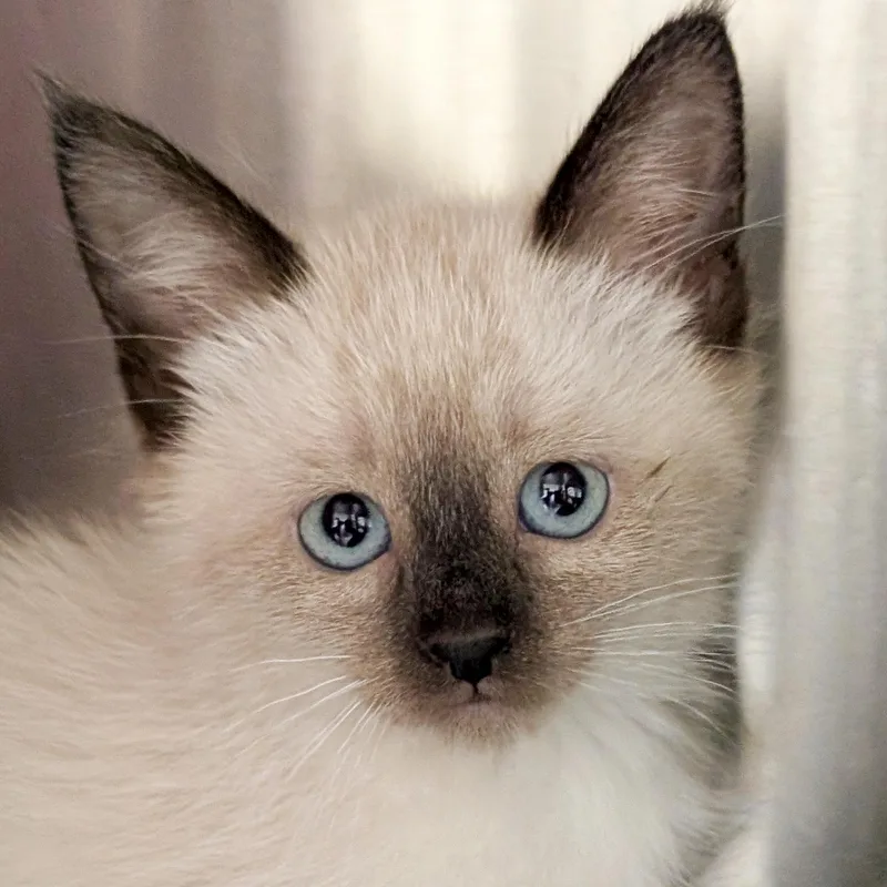 A baby medium-sized female Seal Point Domestic Short Hair cat named Da Bomb Reduced for adoption in Jefferson, WI