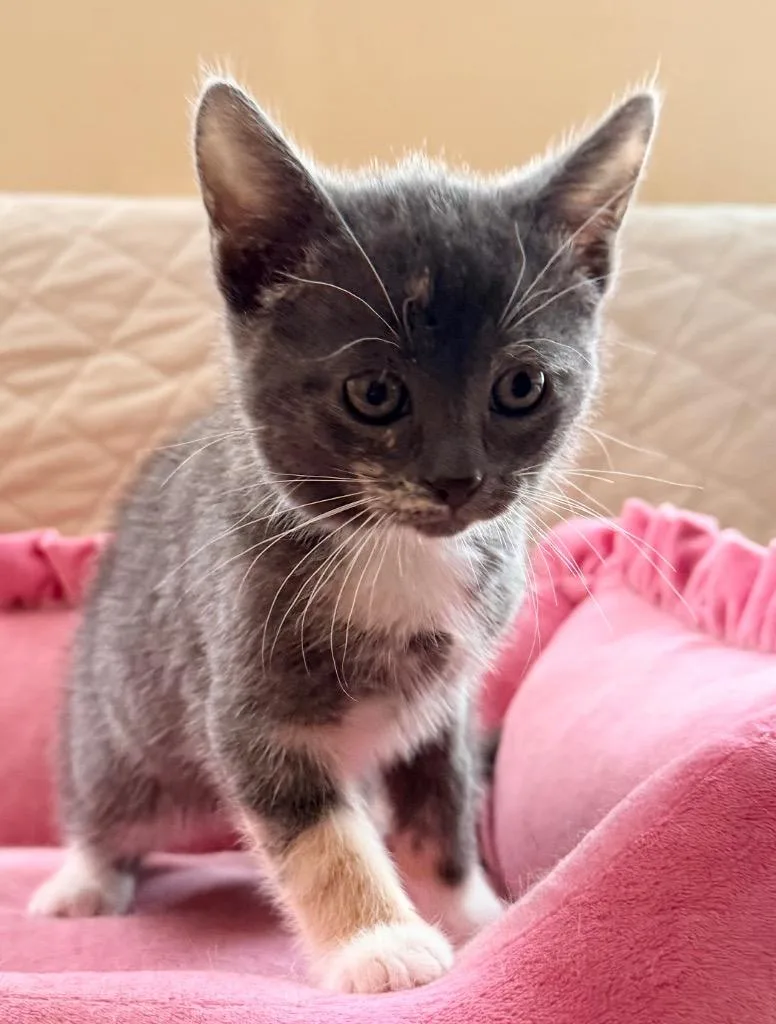 A baby medium-sized female Domestic Short Hair cat named Alvina for adoption in New York, NY